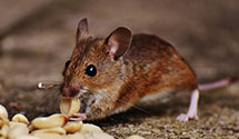 24 Hour & Emergency Exterminators in Layfield, PA